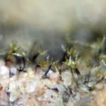 Three new species of Camporesiomyces ...