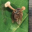 Three new species of Ophiocordyceps (Hypocreales, ...