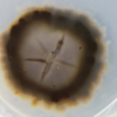 Two new species of Neohelicosporium (Tubeufiaceae, ...