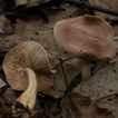 Two new species of Gymnopus sect. Levipedes ...