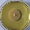 Phylogenetic evidence reveal a close ...