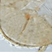 Paracorymbiglomus gen. nov., Diversispora ...