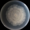 Unveiling species diversity within early-diverging ...