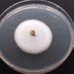 Pathogenic fungi (Sordariomycetes) associated ...
