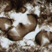 Chaetocapnodium magnum and Chaetocapnodium ...