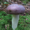 Four new species of Russula subsect. ...