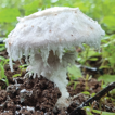 Two new species of Hymenagaricus (Agaricales, ...