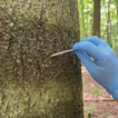 Surveying lichen diversity in forests: ...
