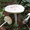 Two new species of Amanita sect. Phalloideae ...
