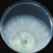 Four new species of Trichoderma in the ...