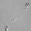 ﻿ Azygosporus gen. nov., a synapmorphic c ...