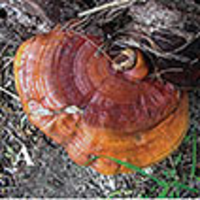 long dark reishi mushroom