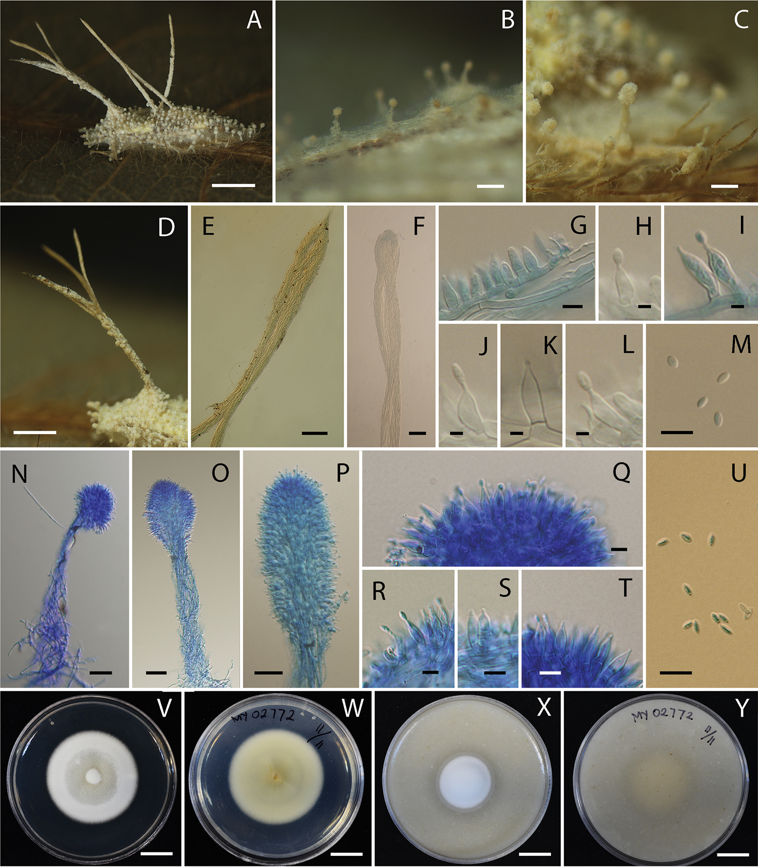 Diversity Of Akanthomyces On Moths Lepidoptera In Thailand