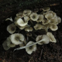 Three new species of Gerronema (Agaricales, Basidiomycota