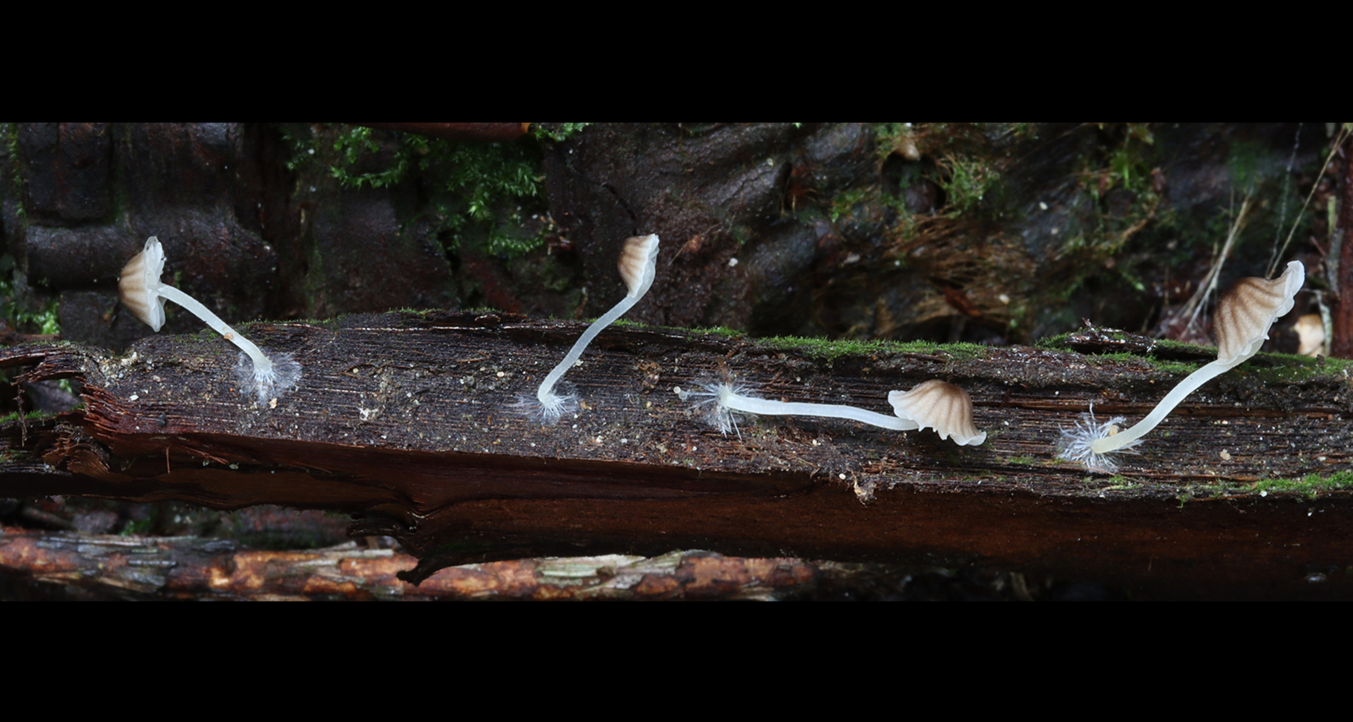New Species of Porotheleaceae Fungi Discovered ...
